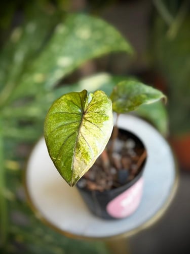 ALOCASIA SERENDIPITY GOLD