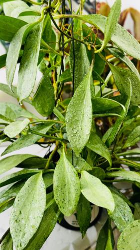 HOYA NEW GUINEA GHOST