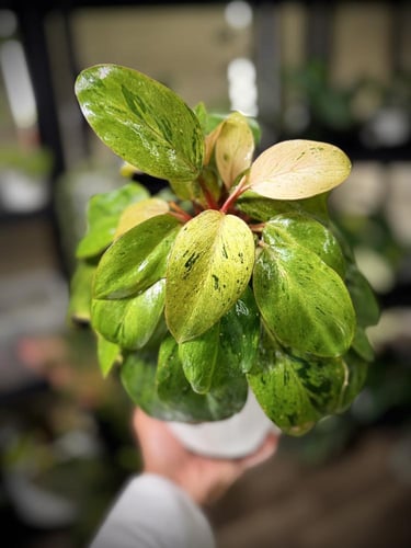 PHILODENDRON RED CONGO MARBLE DWARF