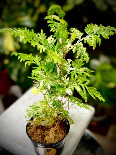 SELAGINELLA FERN Variegated