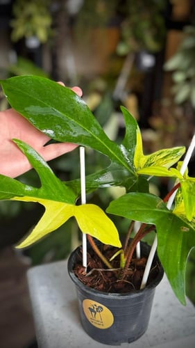 PHILODENDRON FLORIDA x SQUAMIFERUM VARIEGATED