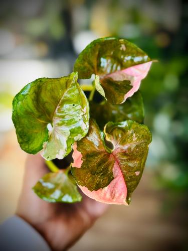 SYNGONIUM STRAWBERRY ICE
