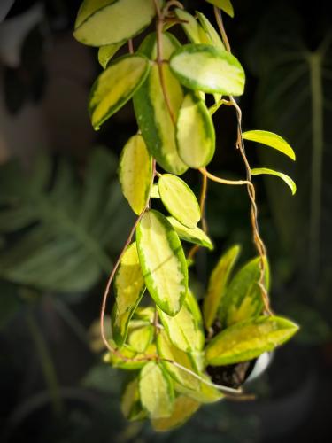 HOYA ACUTA INNER VAR