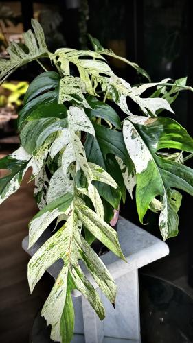 Epipremnum Pinnatum Marble Variegated