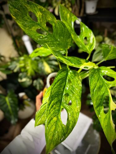 MONSTERA OBLIQUA MAYUNA Variegated