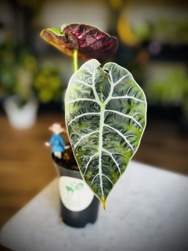 ALOCASIA WATSONIANA PINK