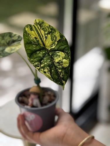 ALOCASIA DRAGON SCALE ALBO