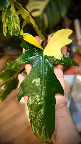PHILODENDRON (FLORIDA x MAYOI) x MAYOI