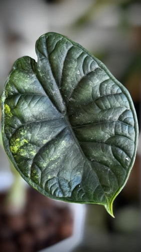 ALOCASIA DRAGON SCALE AUREA
