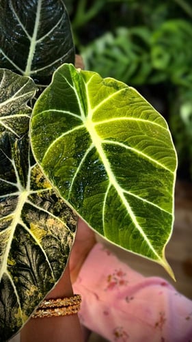 ALOCASIA BLACK VELVET GOLD