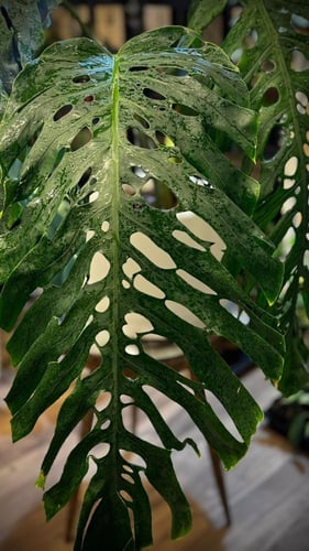 MONSTERA DUBIA FORMS