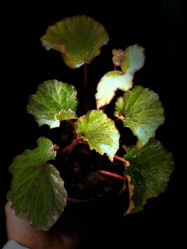 BEGONIA REX MIX VARIETIES