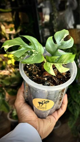 onstera ginny variegated