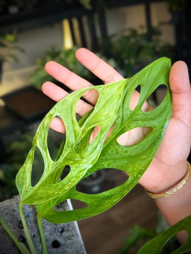 MONSTERA ADANSONII INDONESIA