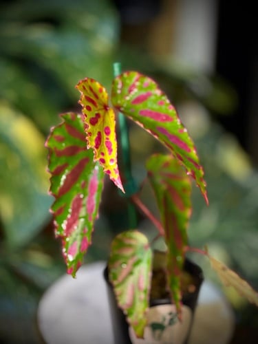 BEGONIA REX MIX VARIEGATED