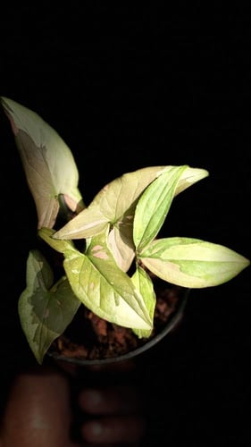 SYNGONIUM TRICOLOR CHOCOLATE