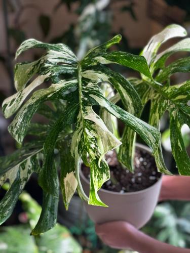 Monstera Albo