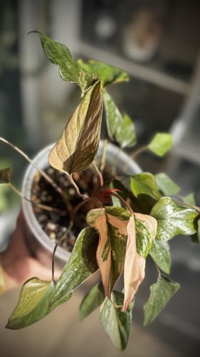 HOMALOMENA PINK DIAMOND