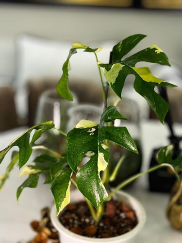 monstera ginny variegated