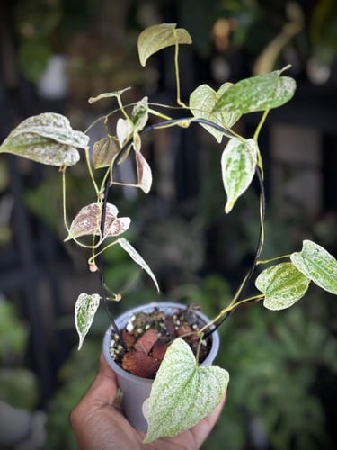 DIOSCOREA BULBIFERA ALBO