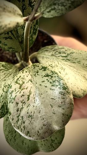 HOYA CHIANG DAO SILVER