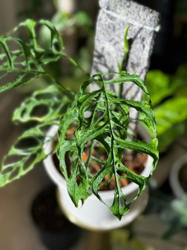 Monstera Obliqua Peru