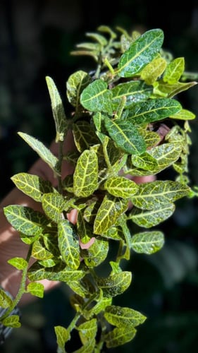 SOLANUM EVOLVULIFOLIUM