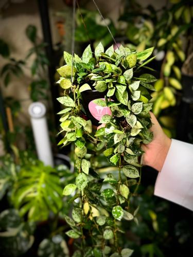 HOYA KROHNIANA SILVER