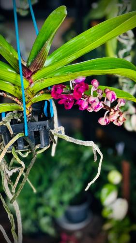 RHYNCHOSTYLIS GIGANTEA