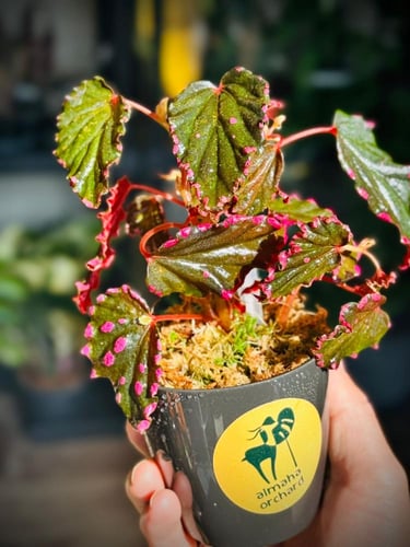 BEGONIA DARTHVADERIANA HYBRID