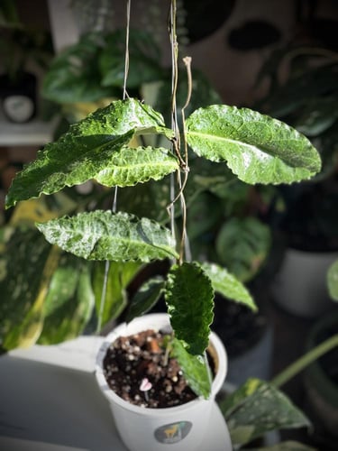 HOYA VERSTEEGII