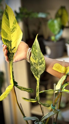 PHILODENDRON JOEPII Variegated