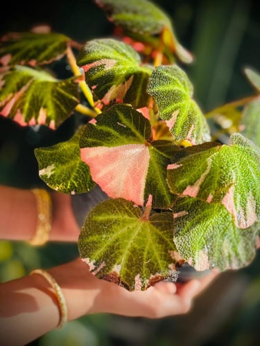 BEGONIA SOLI MUTATA VARIEGATED