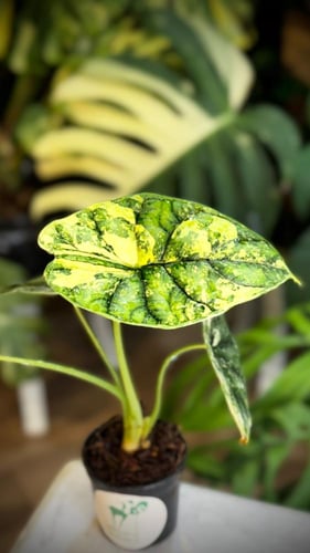 ALOCASIA DRAGON SCALE ALBO
