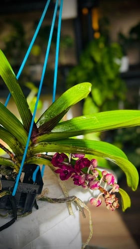 RHYNCHOSTYLIS GIGANTEA