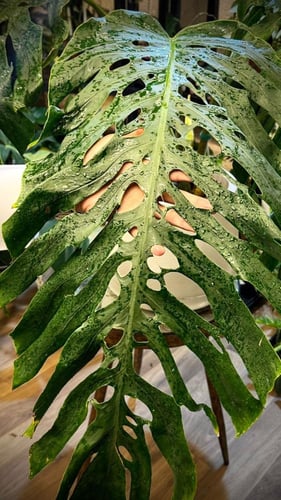 MONSTERA DUBIA FORMS