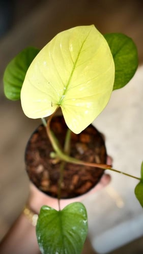 HOMALOMENA RUBESCENS MINT