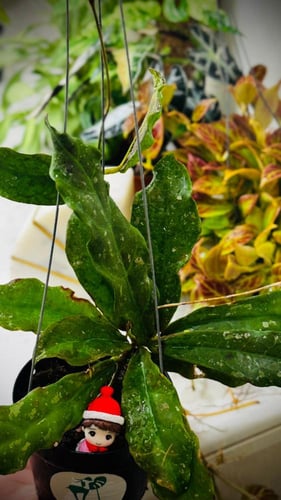 HOYA BUNTOKENSIS SLM 01