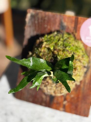 FERN - WILLINCKII DWARF BACTERIA FERN