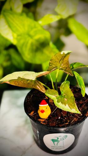 SYNGONIUM TRICOLOR CHOCOLATE