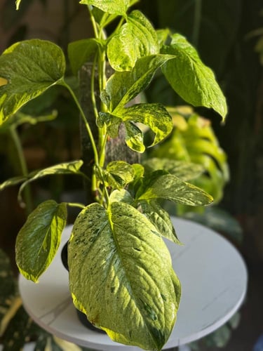 AMYDRIUM MEDIUM SPIDER