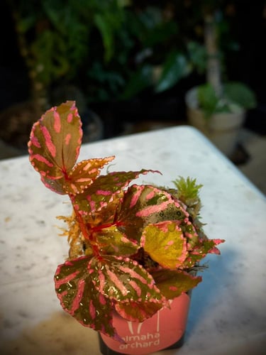 BEGONIA REX MIX VARIETIES