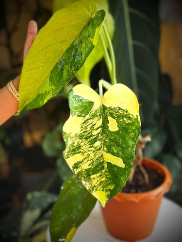 SYNGONIUM CHIAPENSE Variegated