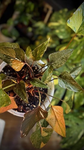 HOMALOMENA PINK DIAMOND