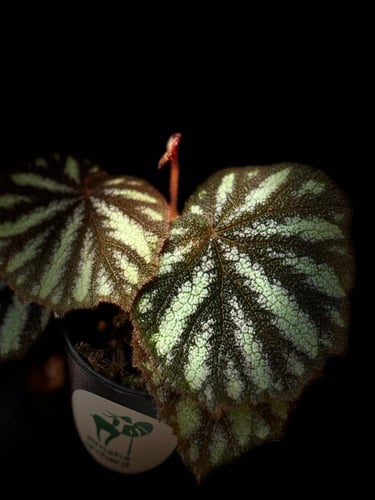 BEGONIA REX MIX VARIETY