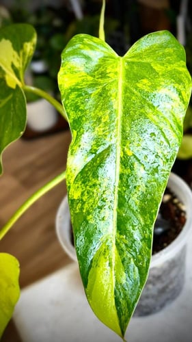 Philodendron Domesticum Variegated