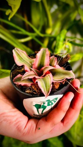 CRYPTANTHUS BIVITTATUS PINK