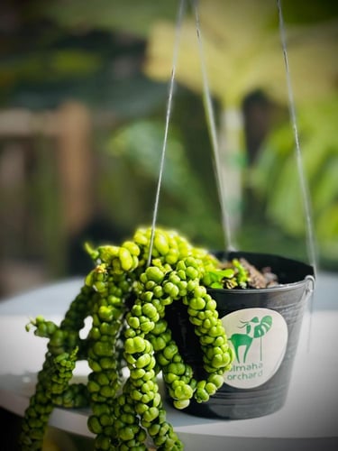 DISCHIDIA BUBBLES (DRAGON JADE)