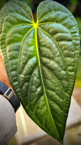 ANTHURIUM HYBRID MIX