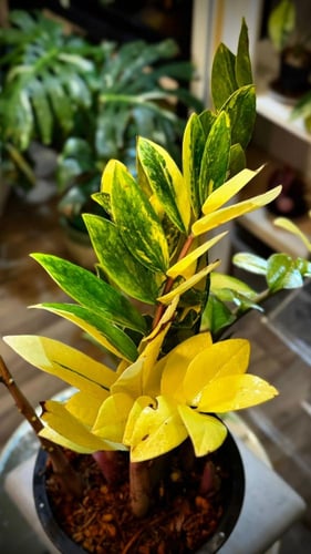 ZAMIOCULCAS ZAMIIFOLIA AUREA VARIEGATED